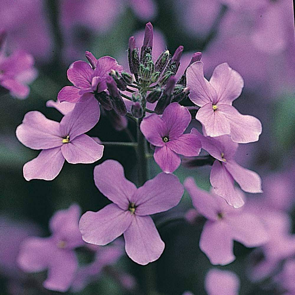 Silberblatt (Lunaria annua) 10 stück