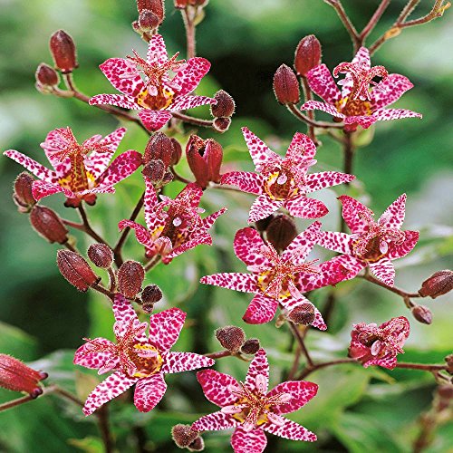 Japanische Krötenlilie (Tricyrtis hirta), tolle gesprenkelte Blüten 15 stück
