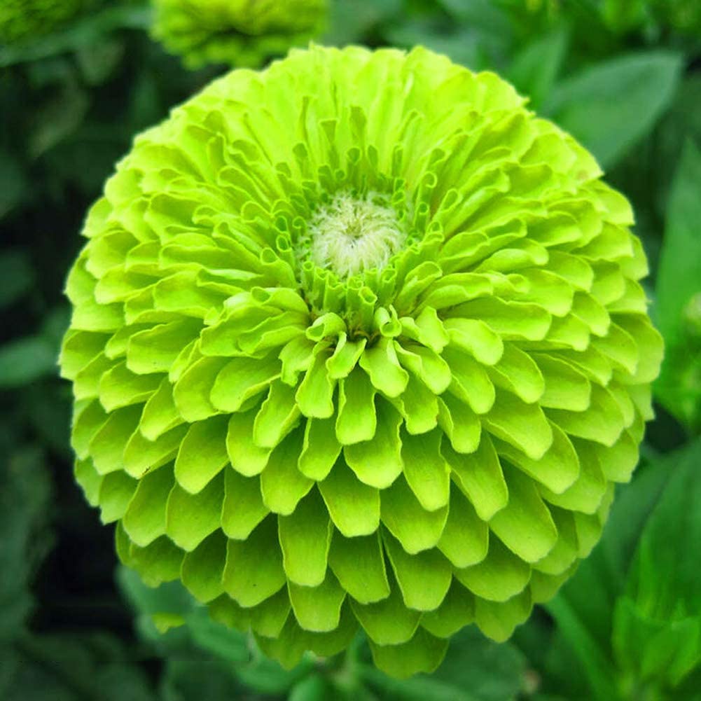 ZINNIA ENVY LIME SEEDS (Zinnia elegans) 10- stück