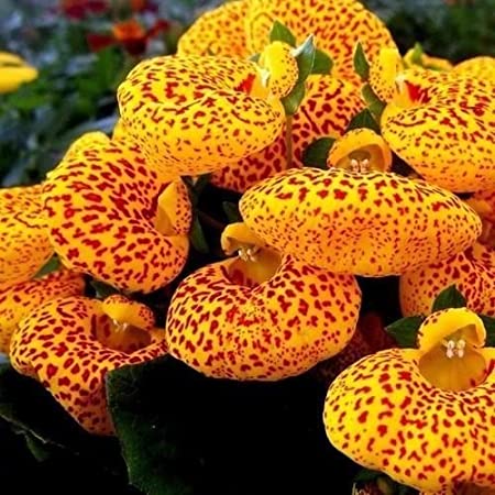 SLIPPER FLOWER samen (Calceolaria Herbeohybrida ) 10 stück