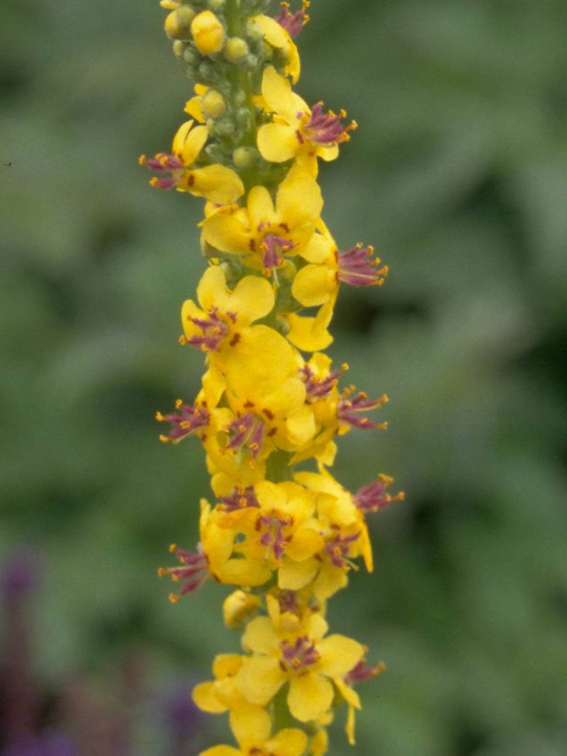 Königskerze (Verbascum thapsus) 25 stück