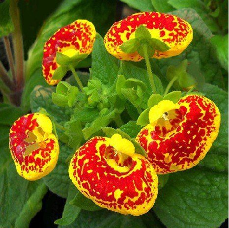 SLIPPER FLOWER samen (Calceolaria Herbeohybrida ) 10 stück