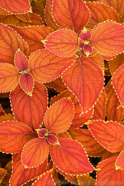 Buntnessel, Farbmix (Solenostemon scutellarioides, Coleus blumeii) 15 stück