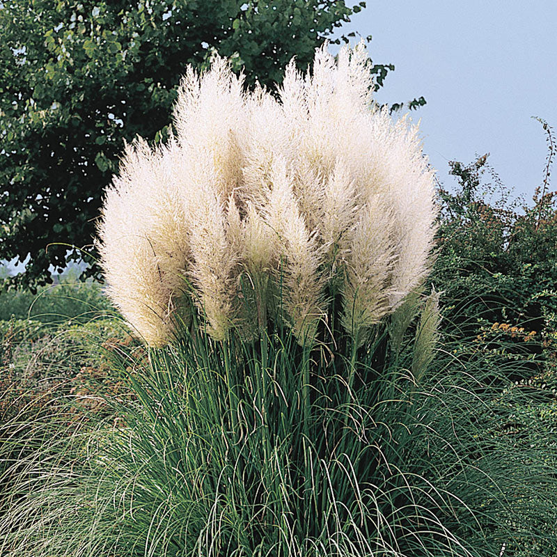 PAMPAS-GRAS-SAMEN (Cortaderia selloana) 15 stück