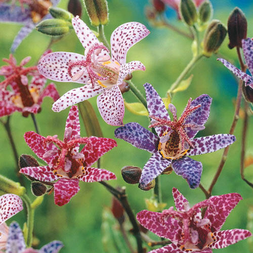 Japanische Krötenlilie (Tricyrtis hirta), tolle gesprenkelte Blüten 15 stück