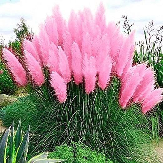 ORNAMENTAL GRASS - PAMPAS GRASS (Cortaderia selloana) 15 stück