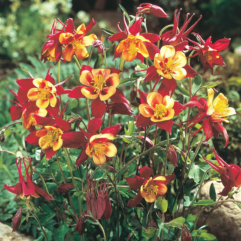 Rocky-Mountains-Akelei (Aquilegia caerulea) 15 stück
