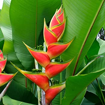 Heliconia Hawaisamen 5 stück