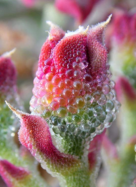 UNGEWÖHNLICH Samen Eisblume (Mesembryanthemum crystallinum) Eiskraut, essbar 15 stück