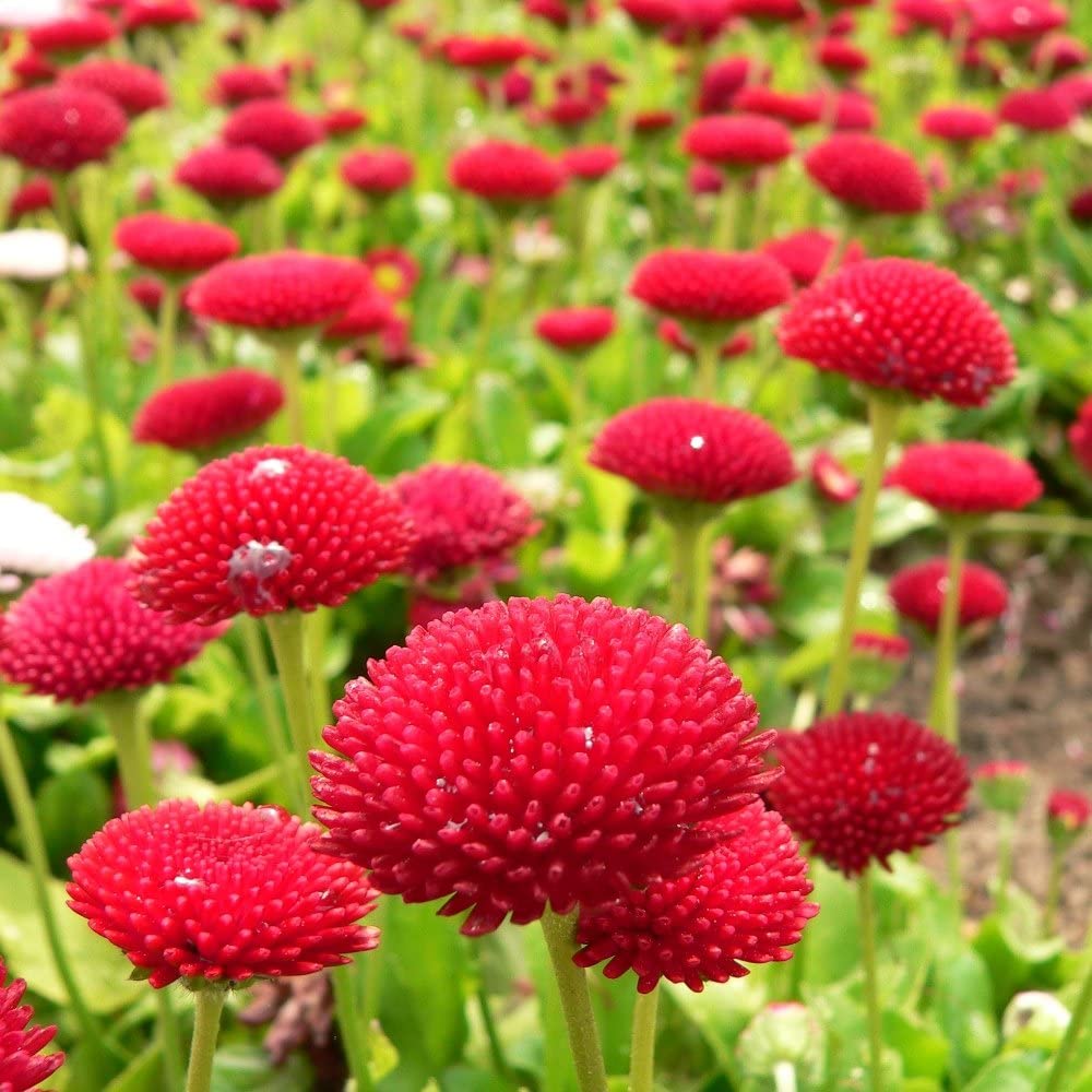DAISY ENGLISH POMPONETTE PINK  (Bellis perennis) 15 stück