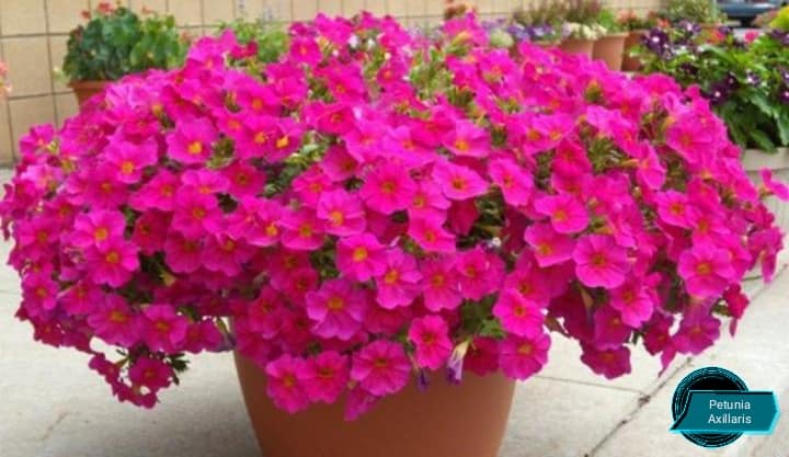 Petunia axilaris 15 stück