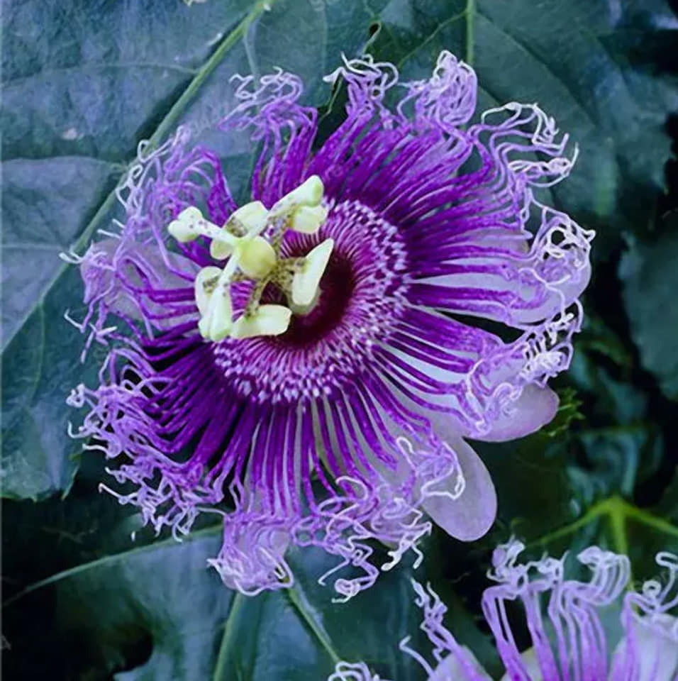 Passiflora incarnata Passions 5 stück