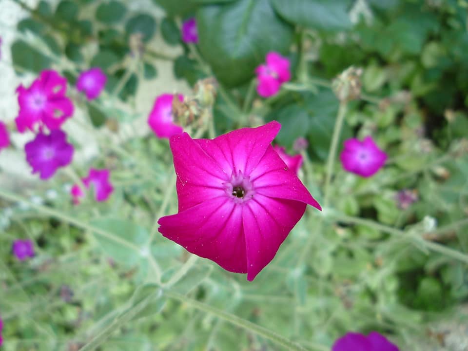 Silene Cronoria 20 stück