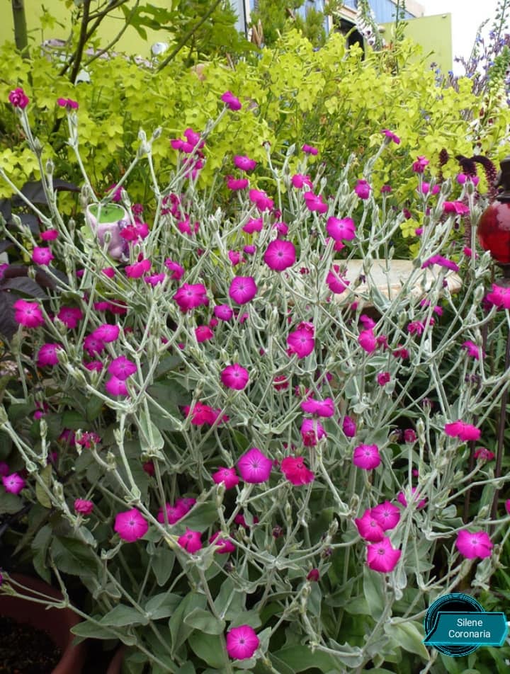 Silene Cronoria 20 stück