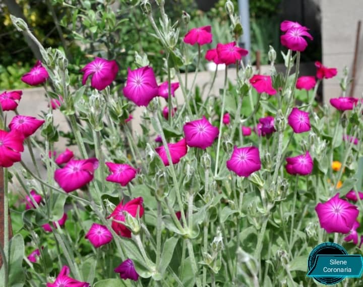 Silene Cronoria 20 stück