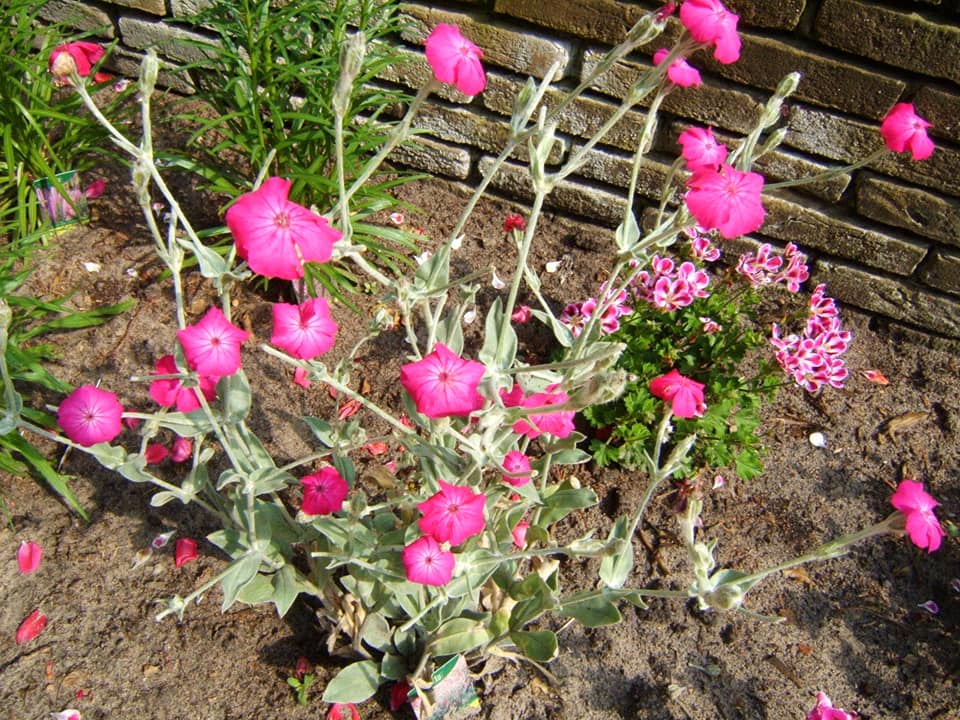 Silene Cronoria 20 stück