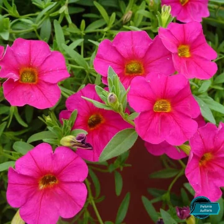 Petunia axilaris 15 stück