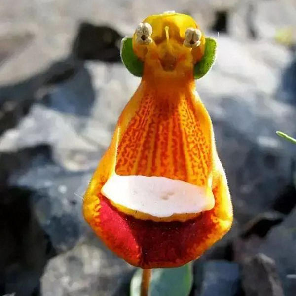 Calceolaria Uniflora Blumensamen Seltene Alpine Vegetatio