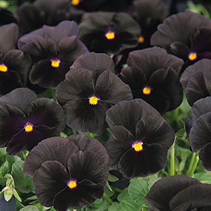 PANSY CLEAR CRYSTALS SCHWARZE SAMEN (Viola wittrockiana) 10 stück