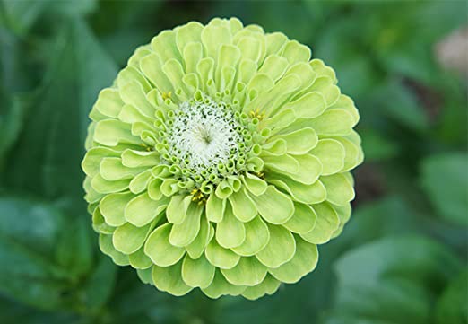 ZINNIA ENVY LIME SEEDS (Zinnia elegans) 10- stück