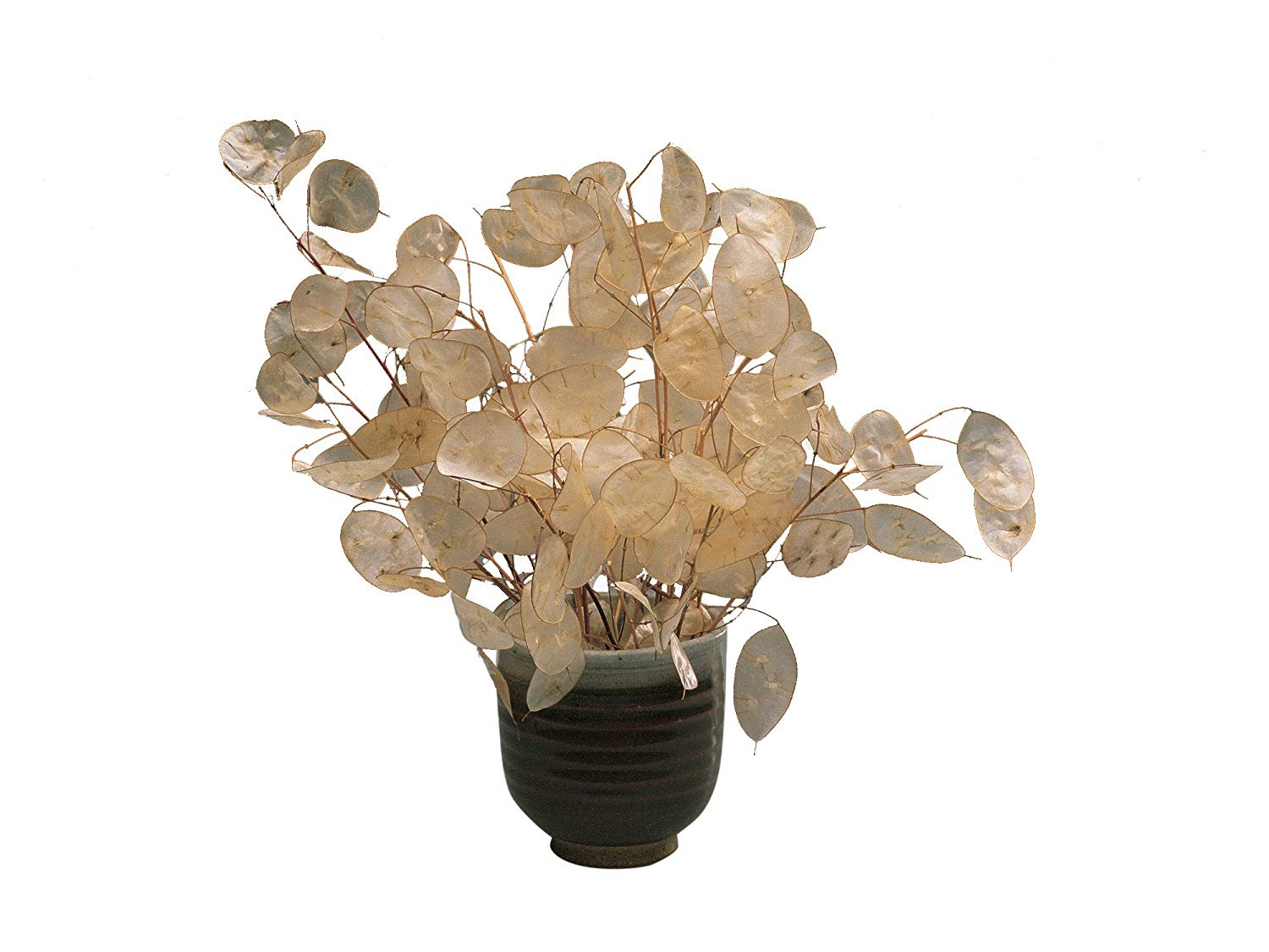 Silberblatt (Lunaria annua) 10 stück