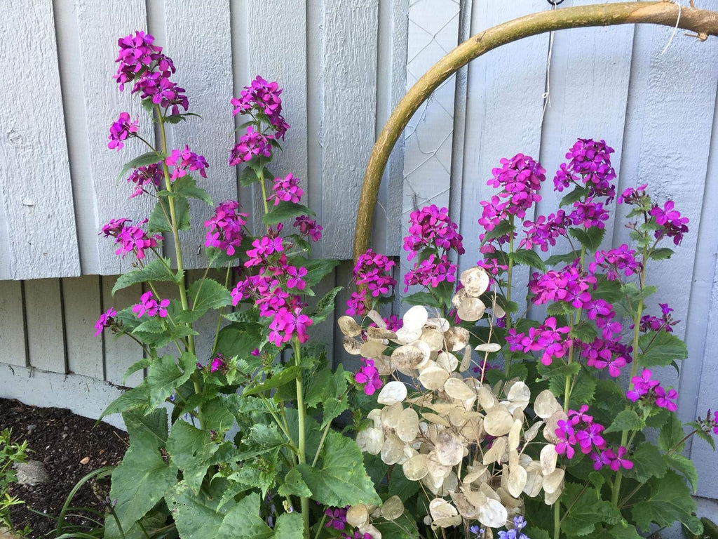Silberblatt (Lunaria annua) 10 stück