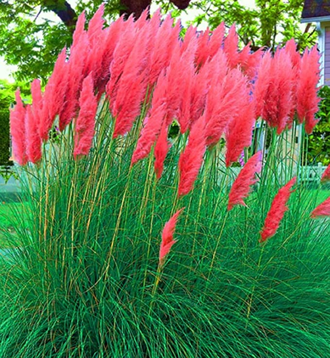 ORNAMENTAL GRASS - PAMPAS GRASS (Cortaderia selloana) 15 stück