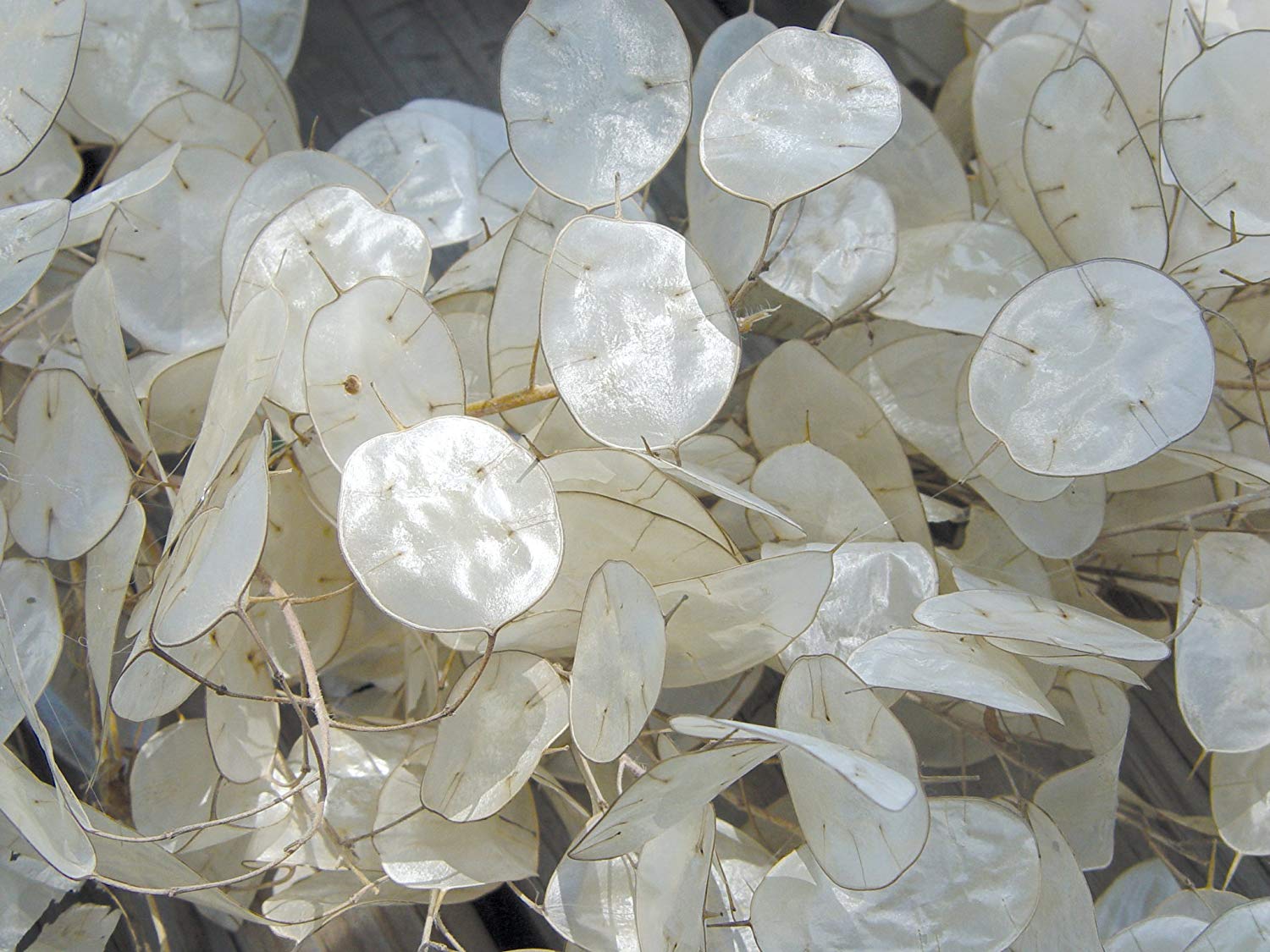 Silberblatt (Lunaria annua) 10 stück