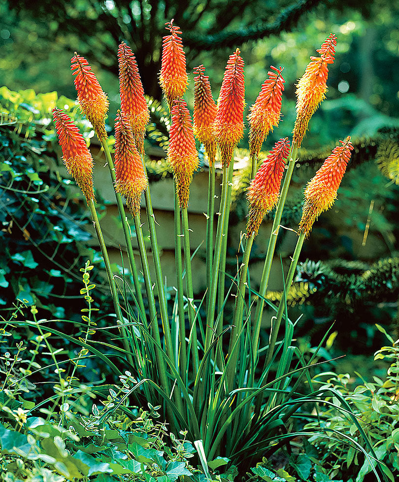 Kniphofia uvaria 'Grandiflora'