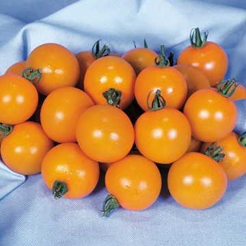 Chery Tomaten mini (Orange) 15 stück