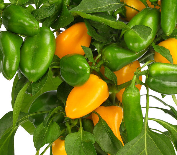 Mini Snack Paprika (Saatplatte) Capsicum annuuum L. 20 stück