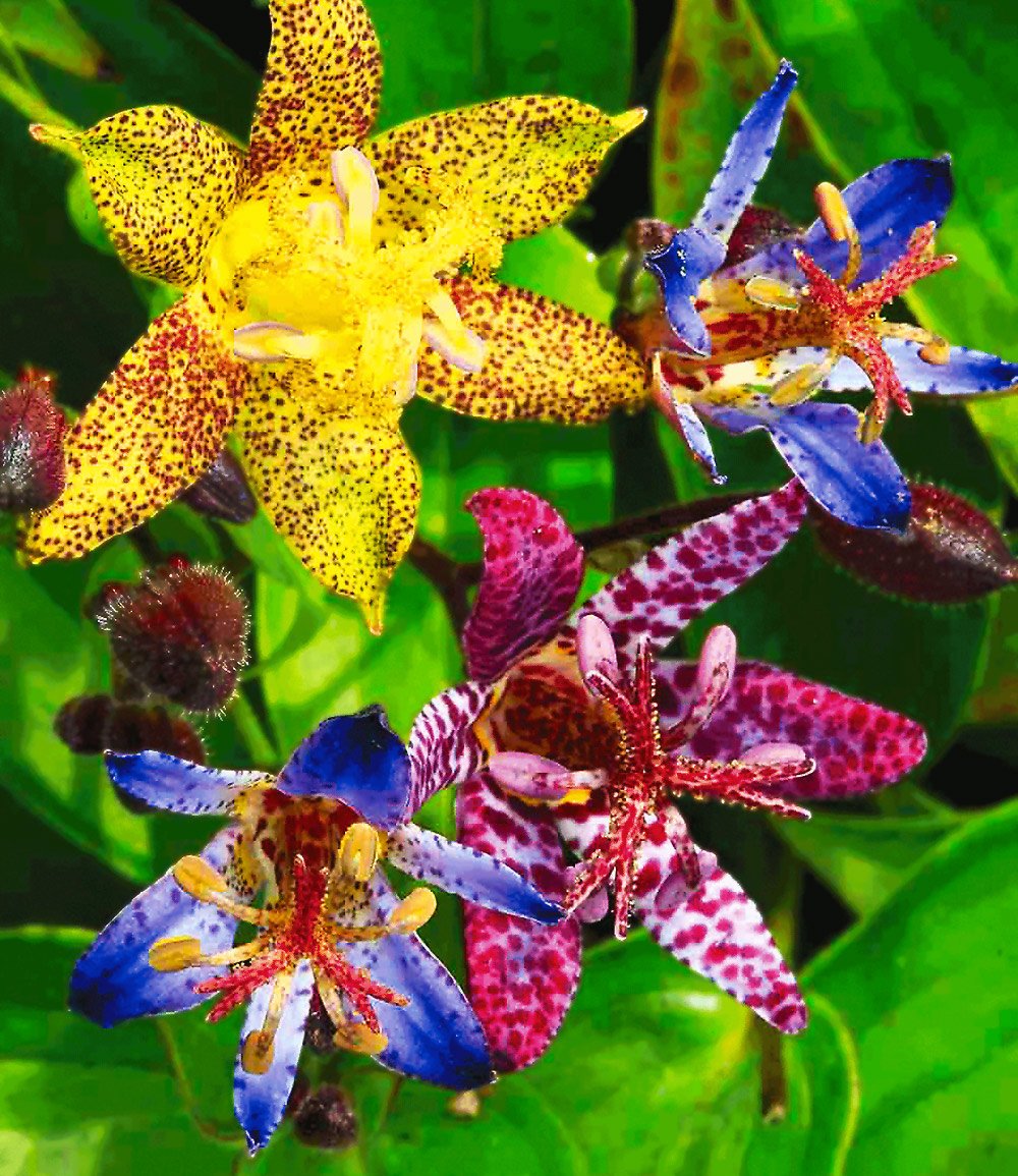 Japanische Krötenlilie (Tricyrtis hirta), tolle gesprenkelte Blüten 15 stück