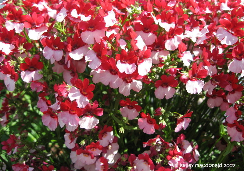 Nemesia St. George  (Nemesia strumosa) 15 stück