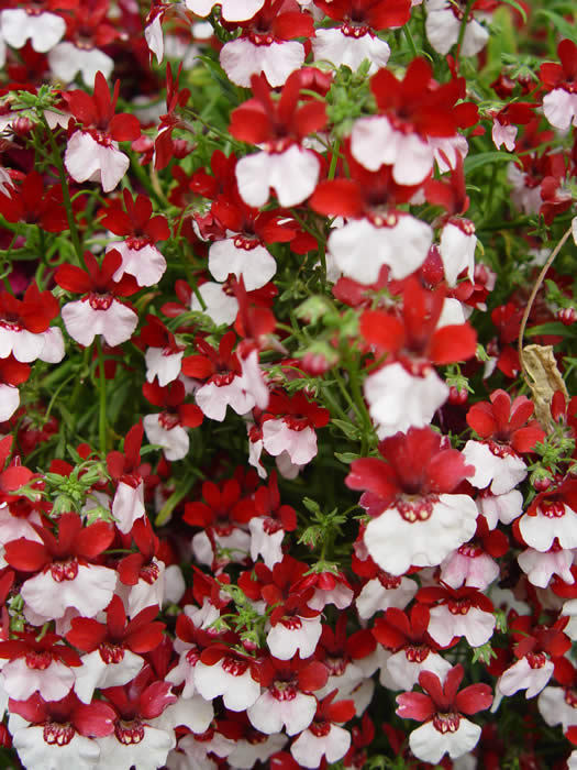 Nemesia St. George  (Nemesia strumosa) 15 stück