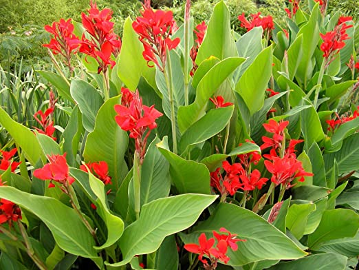 canna indica