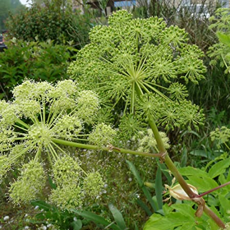 HOLY GHOST SEEDS (Archangelica officinalis) 15 stück