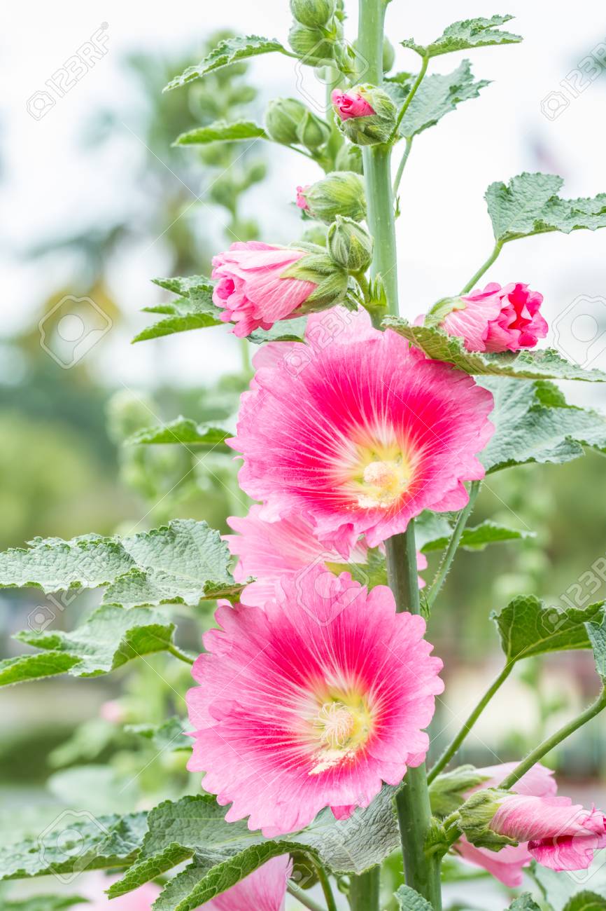 Alcea Rosea (Stockmalve,Stockrose) 10 stück