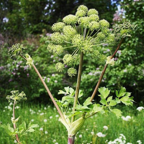 HOLY GHOST SEEDS (Archangelica officinalis) 15 stück