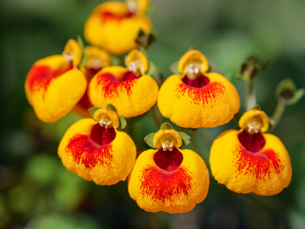 SLIPPER FLOWER samen (Calceolaria Herbeohybrida ) 10 stück