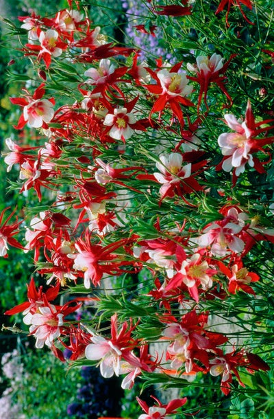 Rocky-Mountains-Akelei (Aquilegia caerulea) 15 stück
