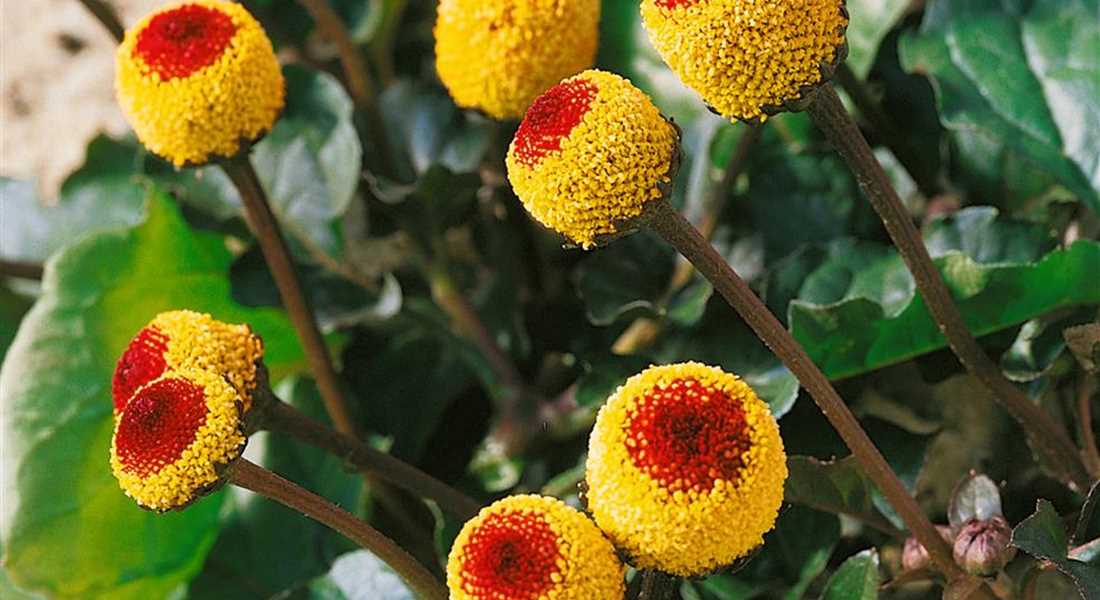 GESCHMACKSERLEBNIS, Samen Parakresse, Husarenkopf, Jambu (Acmella oleracea) 15 stück