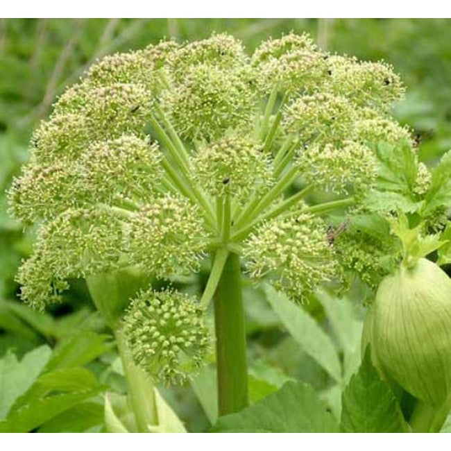 HOLY GHOST SEEDS (Archangelica officinalis) 15 stück