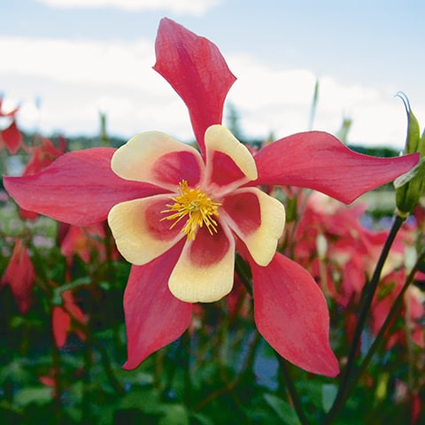 Rocky-Mountains-Akelei (Aquilegia caerulea) 15 stück