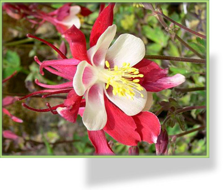Rocky-Mountains-Akelei (Aquilegia caerulea) 15 stück