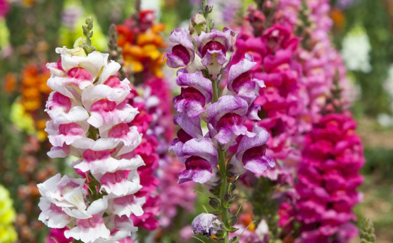 Snapdragon Antirrhinum Majus Samen mischte Farben