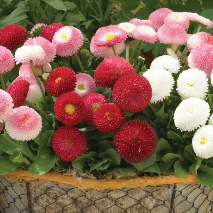 DAISY ENGLISH POMPONETTE PINK  (Bellis perennis) 15 stück