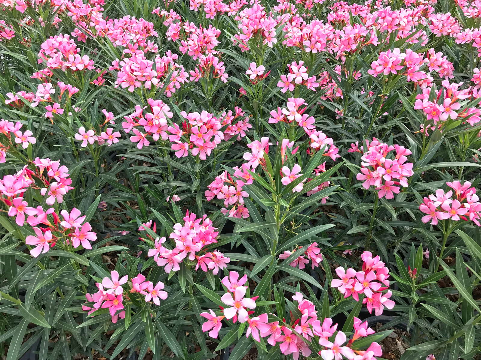 Oleander 15 stück