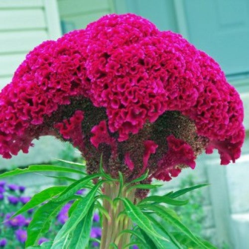 Hahnenkamm-Pink-Celosia-Cristata-Blumensamen 15 stück