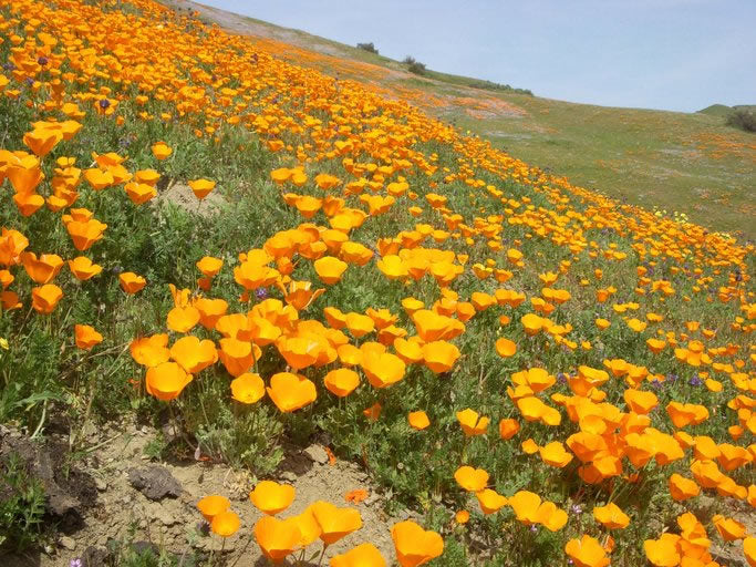 Kalifornischer Mohn (Eschscholzia Californica Golden West)  20 stück