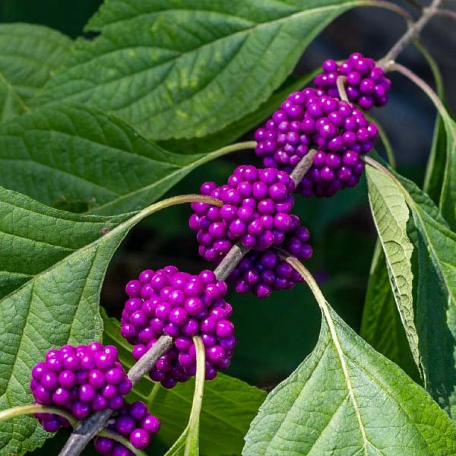 Callicarpa-americana-Beautyberry-berries